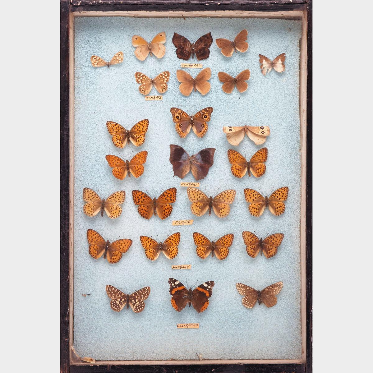 Six Victorian Lepidopterological Cases, 19th century