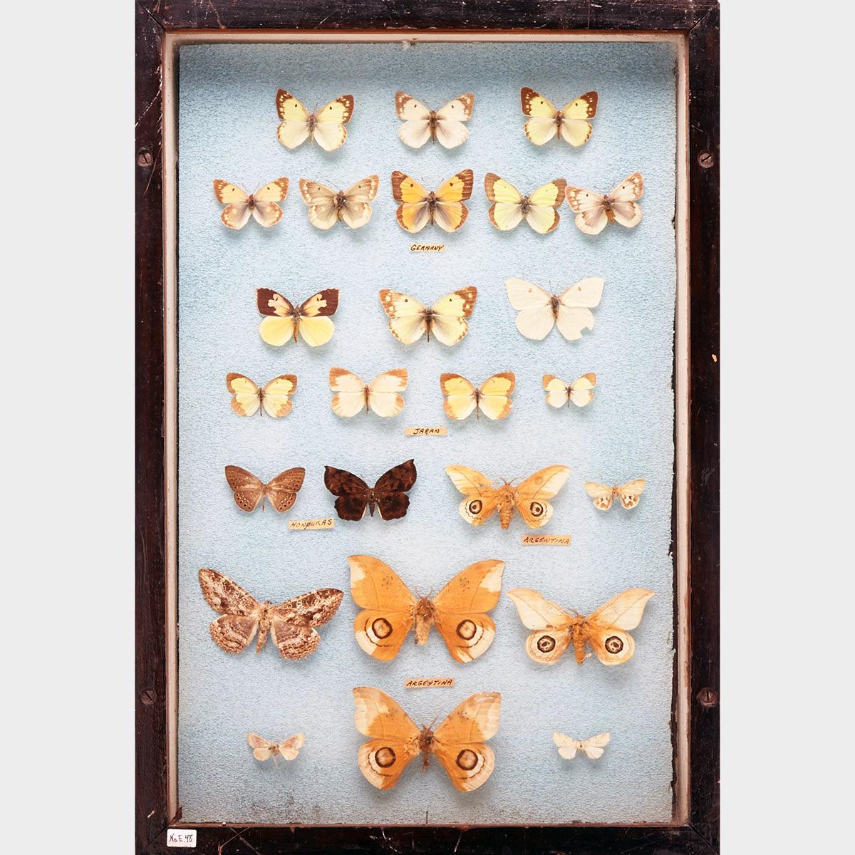 Six Victorian Lepidopterological Cases