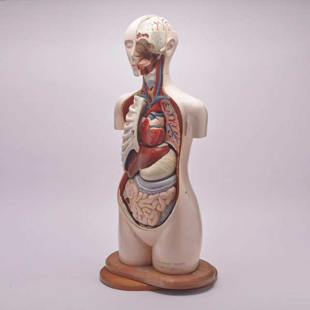 Resin Medical Study Anatomical head and torso model by Denoyer Geppert, Chicago, 1959