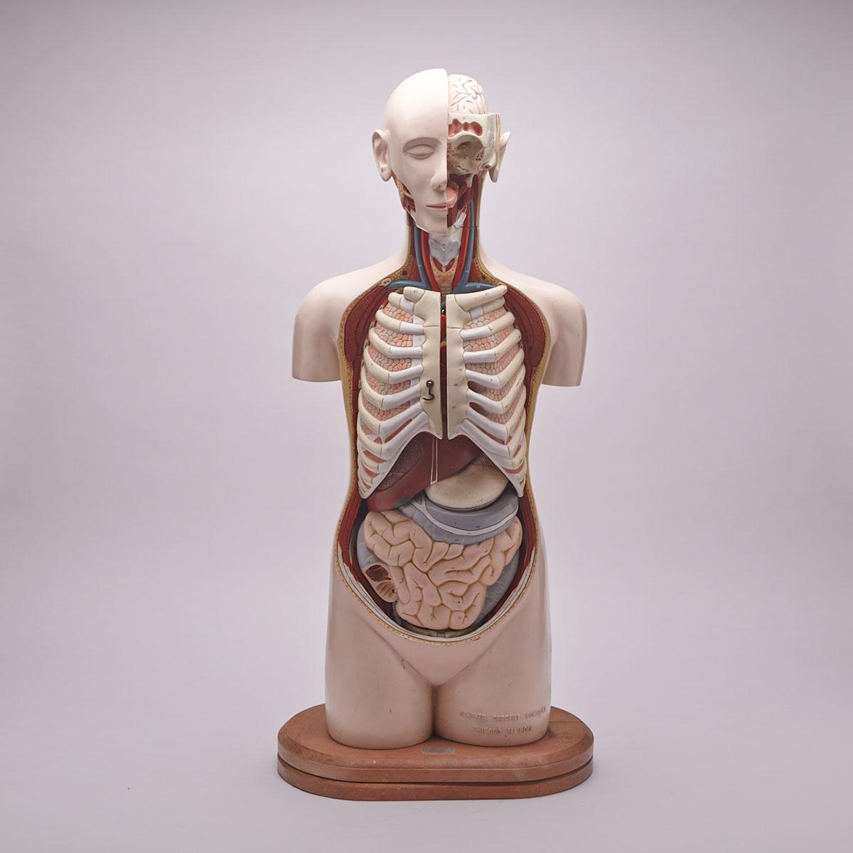 Resin Medical Study Anatomical head and torso model by Denoyer Geppert, Chicago, 1959