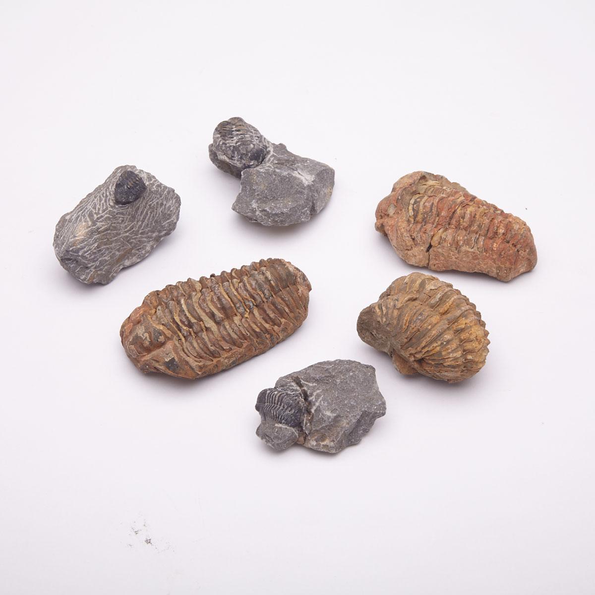 Group of Six Trilobite Fossils, Ordovician and Devonian Eras