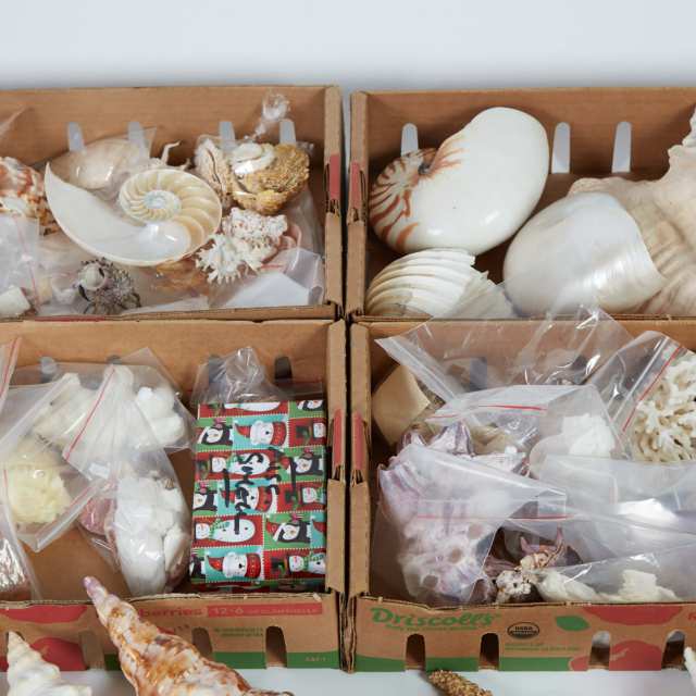 Conchology: Extensive Collection of Sea Shells, 20th century
