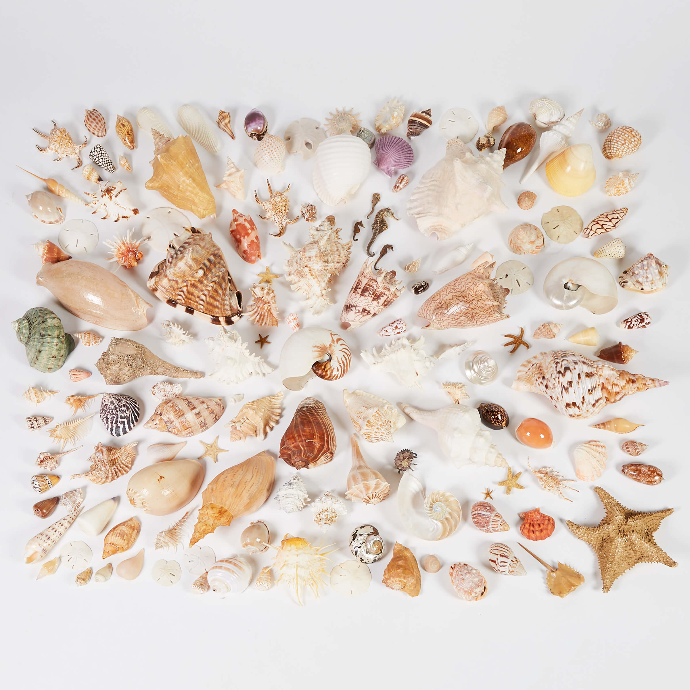 Conchology: Extensive Collection of Sea Shells, 20th century