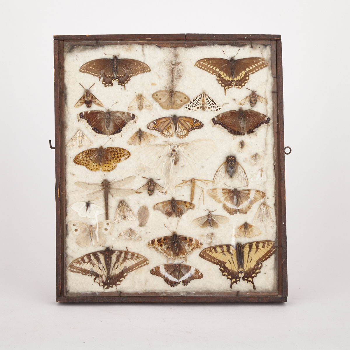 Lepidopterological (Butterfly) Collector’s Specimen Case, 1918