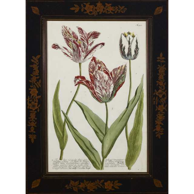 Set of Four Johannes Weinmann (German/Polish), 1683-1741) Botanical Coloured Engravings of Tulips, early 18th century