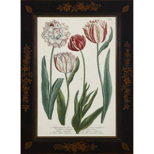 Set of Four Johannes Weinmann (German/Polish), 1683-1741) Botanical Coloured Engravings of Tulips, early 18th century