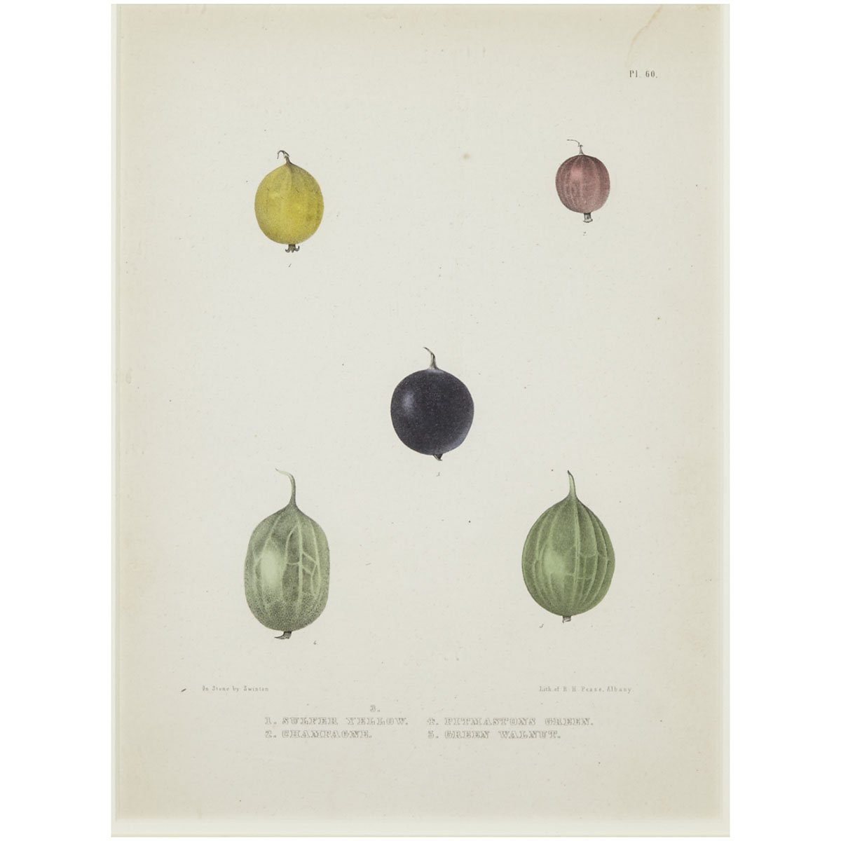 Set of Five American Chromolithographs of Fruit from ‘The Natural History of New York’ by Ebenezer Emmons, 1848