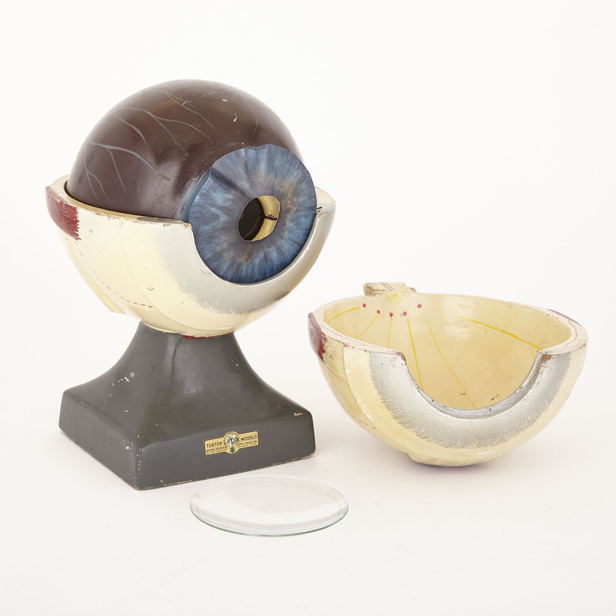Anatomical Study Model of an Eye by Turtox Latex Models, mid 20th century